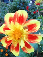 image.webp