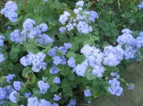 002.webp