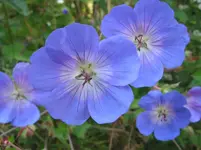 005.webp