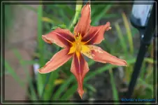 comp_DSC02336.webp