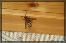 comp_DSC02339.webp