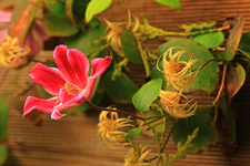 Peveril Perfusion1_600.webp