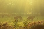 Pferde im Morgennebel1_640.JPG