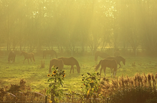Pferde im Morgennebel1_640.webp