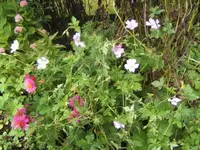 BILD3502.webp