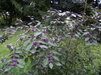 BILD3504.webp