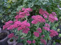 Sedum.webp
