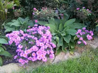 Herbstastern..webp