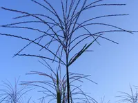 Gräserblüte.webp