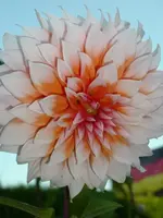 k-DSCI3075.webp