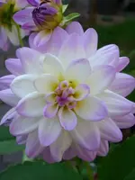 k-DSCI3078.webp