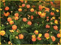 019.webp