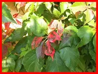 109.webp