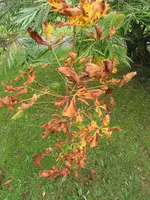 008.webp
