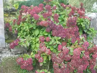 010.webp