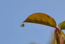 Kleine grüne Spinne_00001.webp