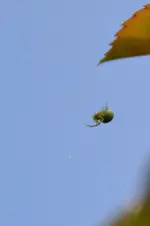 Kleine grüne Spinne_00002.webp