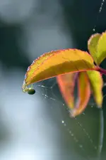 Kleine grüne Spinne_00003.webp