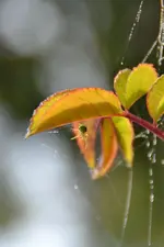 Kleine grüne Spinne_00004.webp