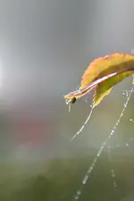 Kleine grüne Spinne_00005.webp