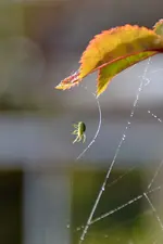 Kleine grüne Spinne_00006.webp