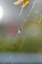 Kleine grüne Spinne_00007.webp