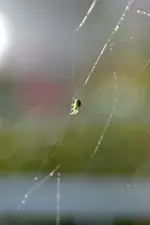 Kleine grüne Spinne_00008.webp