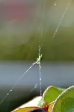 Kleine grüne Spinne_00009.webp