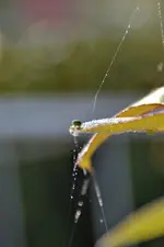 Kleine grüne Spinne_00010.webp