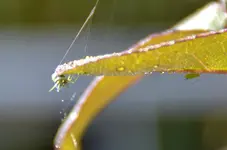 Kleine grüne Spinne_00011.webp