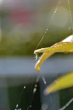 Kleine grüne Spinne_00012.webp