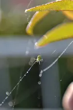 Kleine grüne Spinne_00013.webp