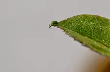 Kleine grüne Spinne_00014.webp