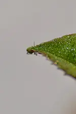 Kleine grüne Spinne_00015.webp