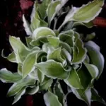 Iced Lemon 15- 25.webp