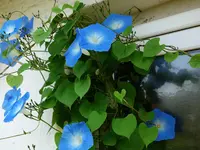 prnkwndn (1).webp
