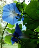 blue (7).webp