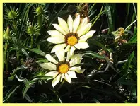 121.webp
