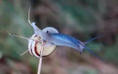 TiereMakro (46).webp