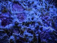 blue (6).webp