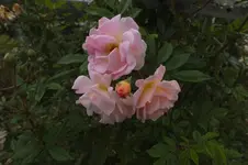 DSCF8264.webp