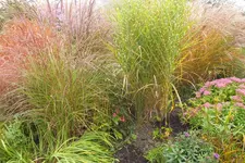 DSCF8273.webp