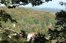 wald.webp