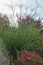 DSCF8152 (2).webp