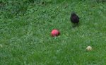 amsel1.jpg