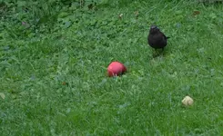 amsel1.webp