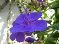 DSCN8325.webp