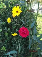 G_Blume_Edelrose_rot_v6__04.10.2014_mr.ditschy.webp