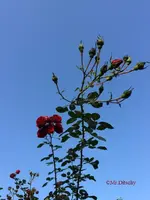 G_Blume_Kletterrose_rot_Gartentor_Herbst__04.10.2014_mr.ditschy.webp