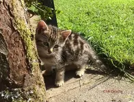 T_Katzenjunge_Liebling__04.10.2014_mr.ditschy.webp